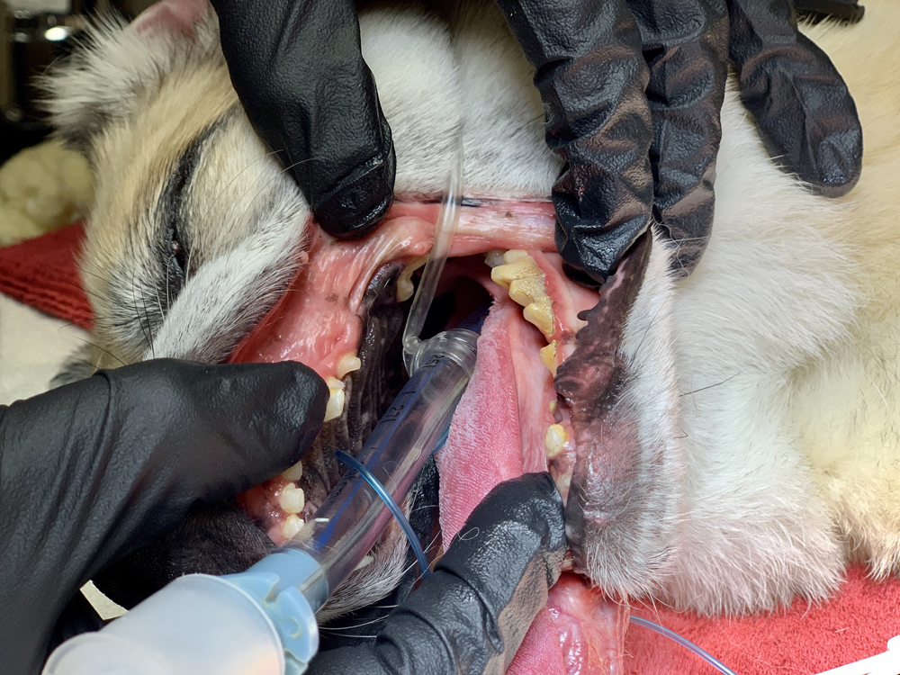 Dental Services at Troy Illinois Vet Clinic in Troy IL Dental Services at Troy Illinois Vet Clinic in Troy IL