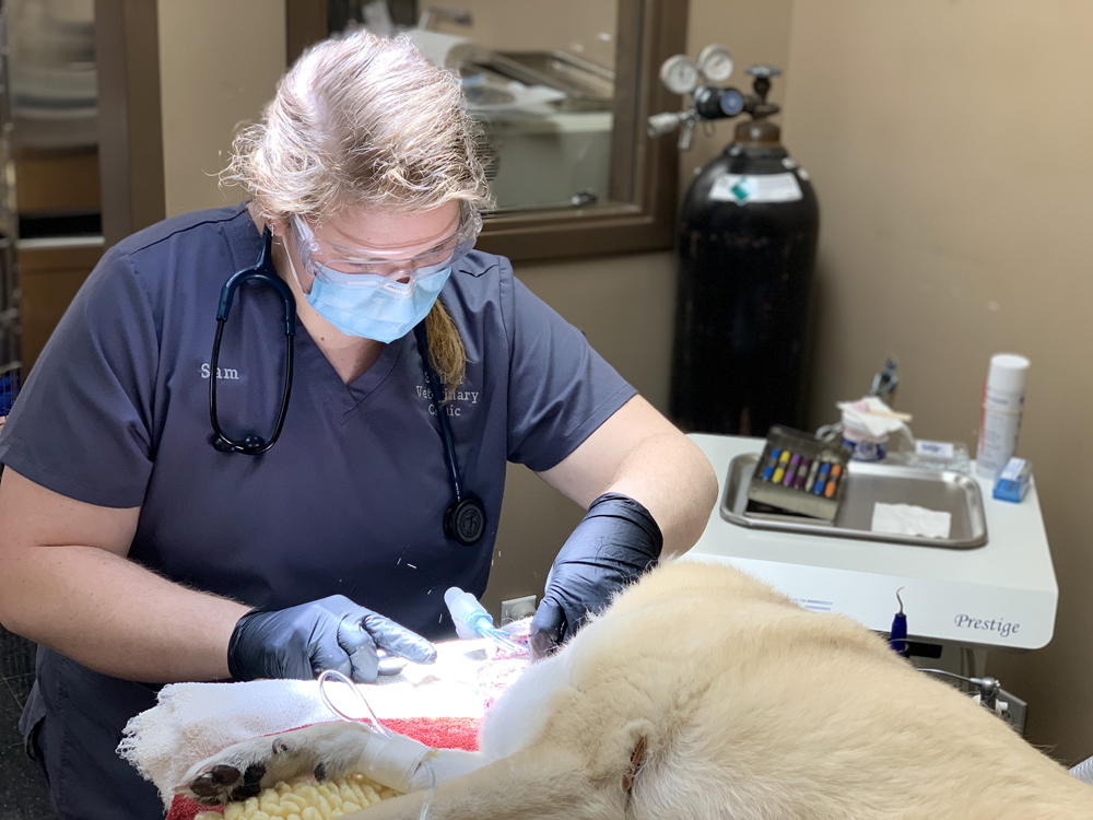 Dental extractions require precision and time. Our Veterinarians are skilled in the art of dentistry. Dental extractions require precision and time. Our Veterinarians are skilled in the art of dentistry.